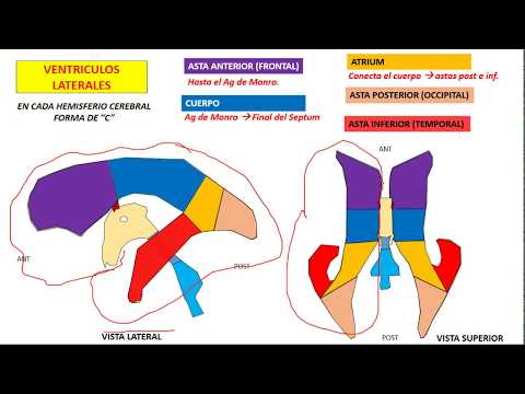 Vídeo: Función, Anatomía Y Diagrama De Los Ventrículos Laterales - Mapas Corporales