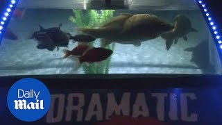 Father Spends 10 Months Turning His Car Into A Fish Tank