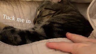 Cat asks to be tucked in a heated blanket #cat #catmemes #catlover #猫 #catsleeping #asmr #catpurr