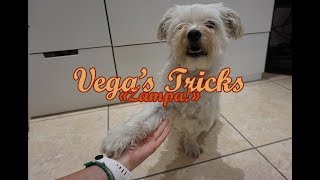 Dog Tricks » Zampa! by MilkyWayYT 145 views 4 years ago 55 seconds
