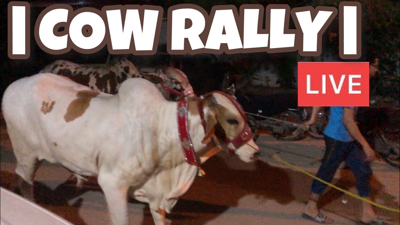 COW RALLY | 27-06-2023 | 2:00 AM - YouTube