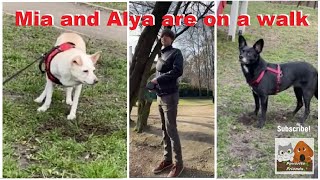 Favorite Friends / Mia and Alya are on a walk #dog_walk