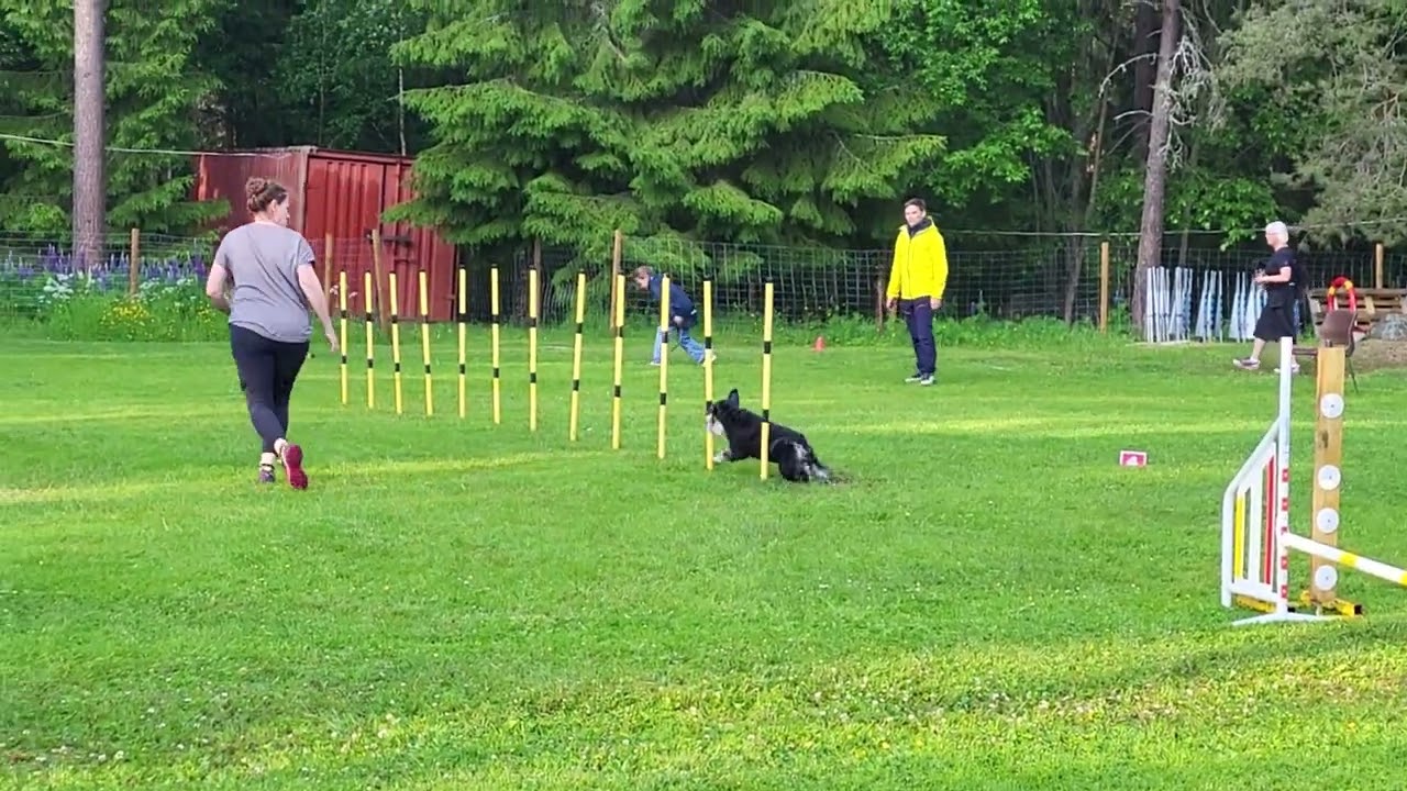 Folke tävlar agility, hopp klass 3 i Falun. Ytterligare ett nollat lopp och en 5:e placering