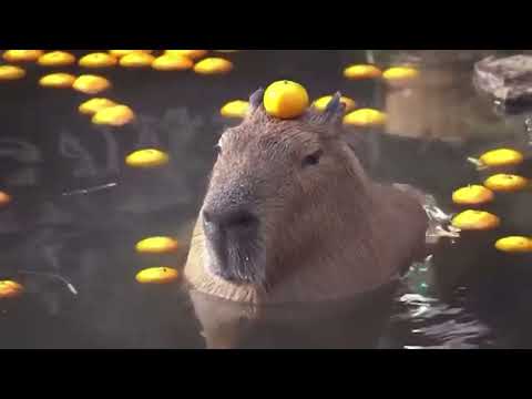 capybara pull up 10 hours