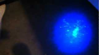 How to Find Cat Urine Odor with a Blacklight or U.V. Light