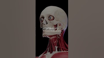 سوره مومنون آیه 14 شیخ یاسر الدوسری | آیات قرآن در مورد چگونگی خلقت انسان