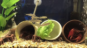 DIY aquarium monitor system using Arduino (pH and Temperature) part 2 Japanese country fish