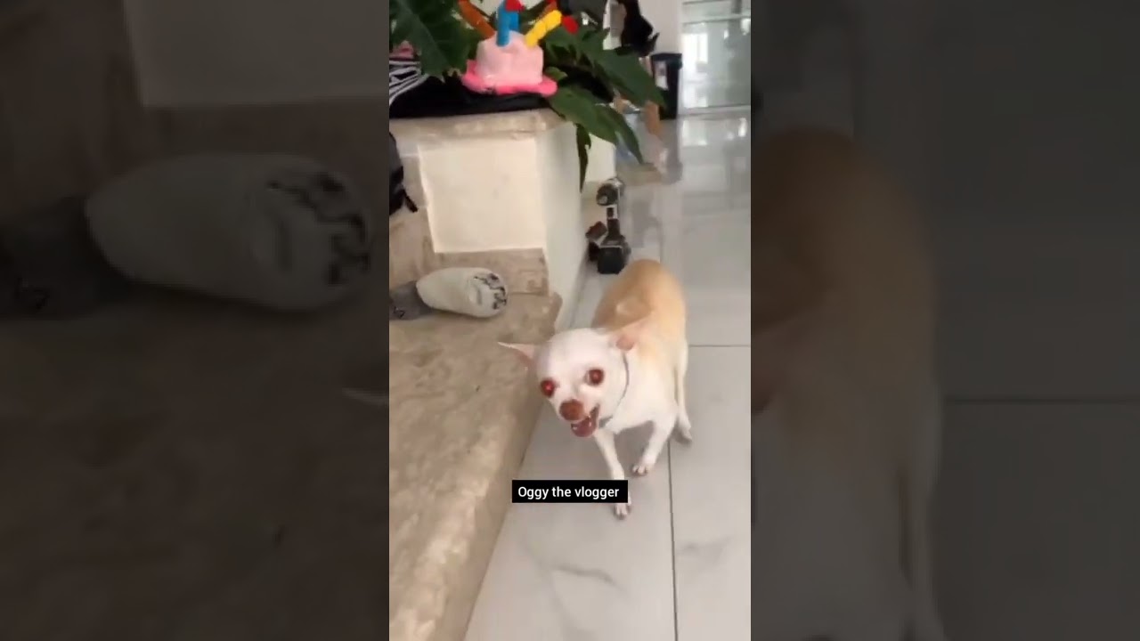 chihuahua dog funny videos  chihuahua  angry chihuahua barking  chihuahua dog  angry moments