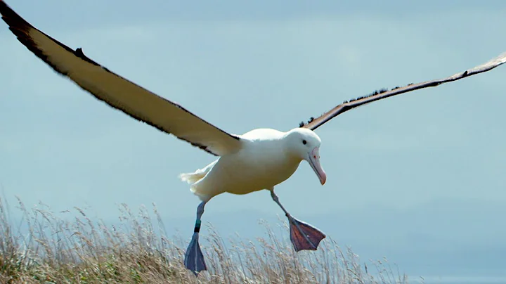 Albatrosses Use Their Nostrils To Fly | Nature's Biggest Beasts | BBC Earth - DayDayNews