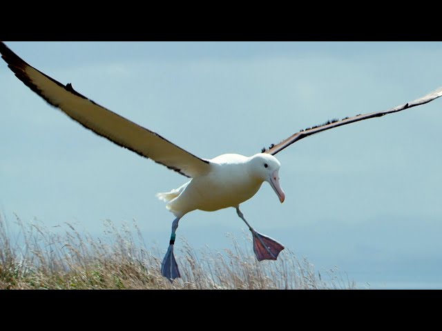 Albatrosses Use Their Nostrils To Fly | Nature's Biggest Beasts | BBC Earth class=