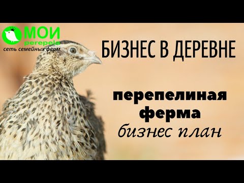 Бизнес в деревне. Перепелиная ферма. Бизнес план. МОИ перепела