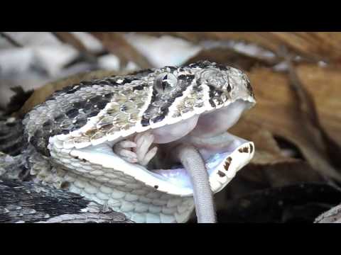 Puffadder vs Mouse |Not for sensitive viewers