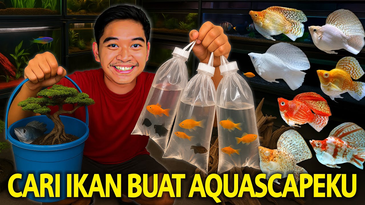 UPDATE KONDISI AQUASCAPE AKU SETELAH DIBUAT! SEKALIAN CARI IKAN BUAT ISINYA!