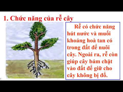 Lớp 3 TỰ NHIÊN XÃ HỘI Rễ cây ( tt )