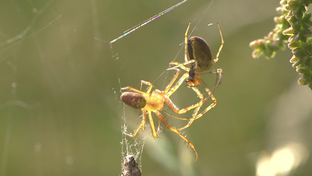 Male Garden Spider Araneus Courting A Female England Uk Youtube