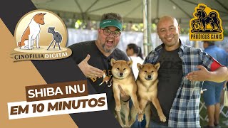 Shiba Inu em 10 minutos | Cinofilia Digital by Cinofilia Digital 1,117 views 1 month ago 13 minutes, 1 second