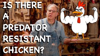 Is There a Predator Resistant Chicken?  FHC Q & A