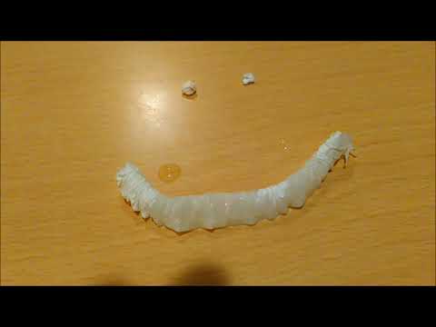 straw paper worm extends 2 ストローいもむし。伸びる 2018-11-24