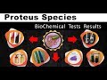 Proteus Species  Biochemical test results