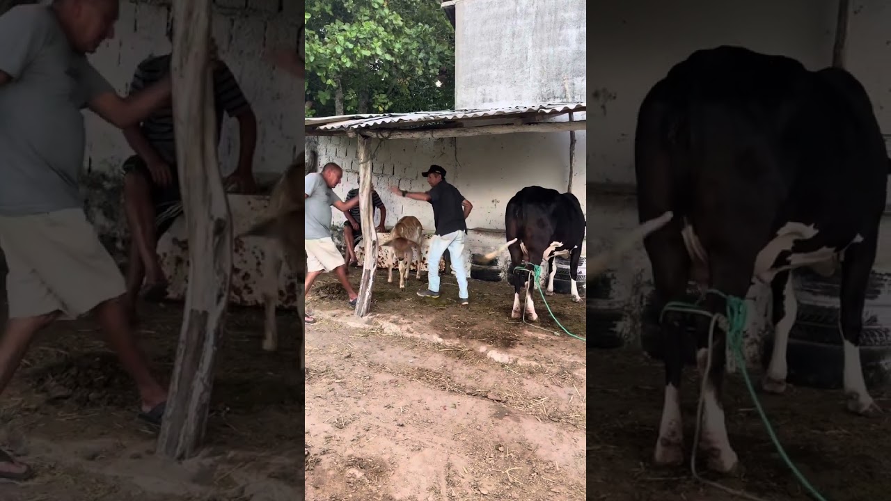 Papa-sebo foi tirar leite e levou uma pisa da vaca 😂😂😂😂😂😂😂😂😂😂😂