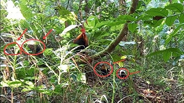 Dib qaib qus tuaj zoo heev li 9/12/2025