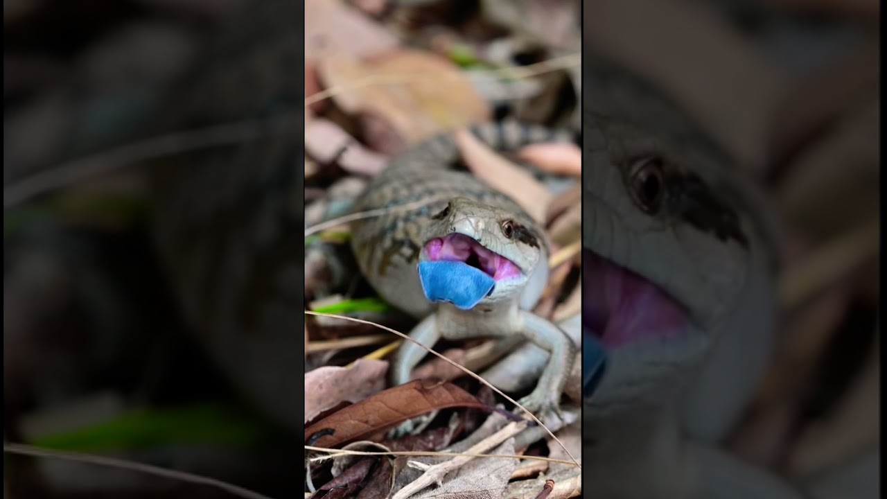 Baby Blue tongue threat display!