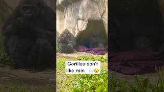 Gorillas are running away from rain ❤️