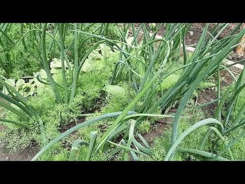 Лук и укроп, совместный посев под зиму