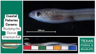 Coastal Fisheries Careers | Studying the Elusive American Eel