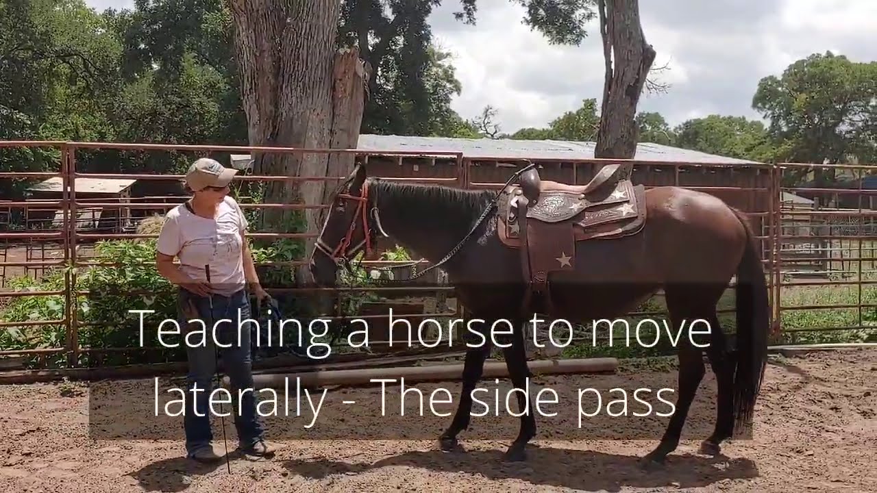 How to side pass a horse on the ground 2 approaches to lateral movement YouTube
