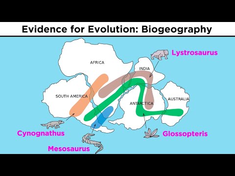 Video: Hva er de 4 mekanismene for evolusjon?