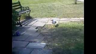 Гусь заморский (lazy seagull is pecking some corn)