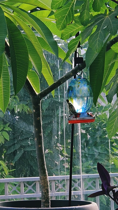 colibri 58