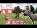 A Day In My Life | Stud Farm Uni Placement | Lilpetchannel