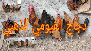 دجاج الفيومي الذهبي