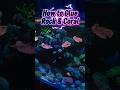 How to glue rock & coral in a reeftank. #reeftank #aquascape #reeflife #aquarium