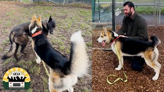 We went back to our local shelter to foster two more beautiful dogs | Lee Asher