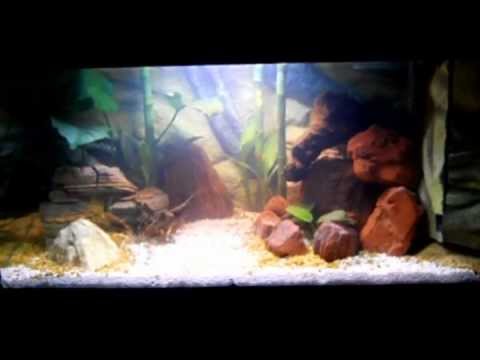 Acquario tropicale dolce 60 Litri in fase di maturazione.avi - YouTube