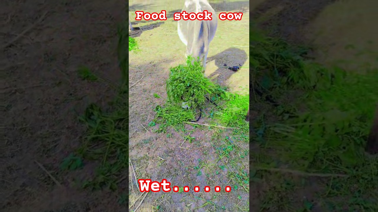 Wait for it... This Bond is Pure Magic! 😱✨ 