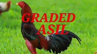 Graded Asil o Aseel Line/Magaling