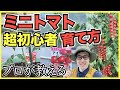 【ミニトマト】家庭菜園超初心者向けのミニトマトの育て方, 苗の植え方【5月】