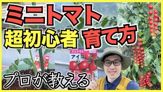 【家庭菜園】超初心者向けのミニトマトの育て方, 苗の植え方【5月】