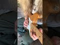Raw Noodles 🍜🎸#guitar #guitarist #music #musician #blues #metal #rocknroll #fenderguitars