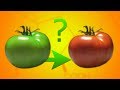 Как я Превратил зеленый помидор в Красный? Химия Растений!