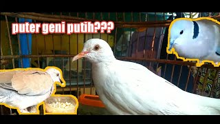 Cuhu Geni atau F1 puter geni (putih) 🖤