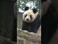 あの子たち、飼育員さんから、仙女ママが近くにいてあなたたちを待っているって聞いたかしら?❤️❤️🌹