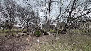 Trees at Preston & Hickman behind Panera Bread Frisco