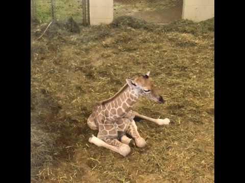 Video: Raziskovanje živalskega vrta Cheyenne