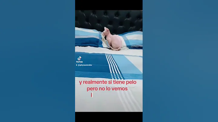 Watch the video about El gato esfinge #gatocalvo #gatoesfinge #cat #criador #gatos #sphynx