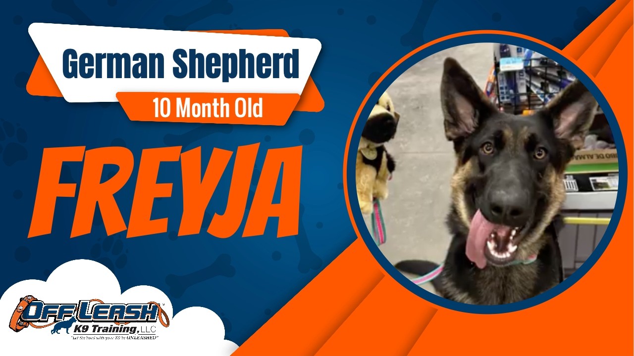 German Shepherd, 10 m/o, Freyja | Best GSD Training | Off Leash K9 Training